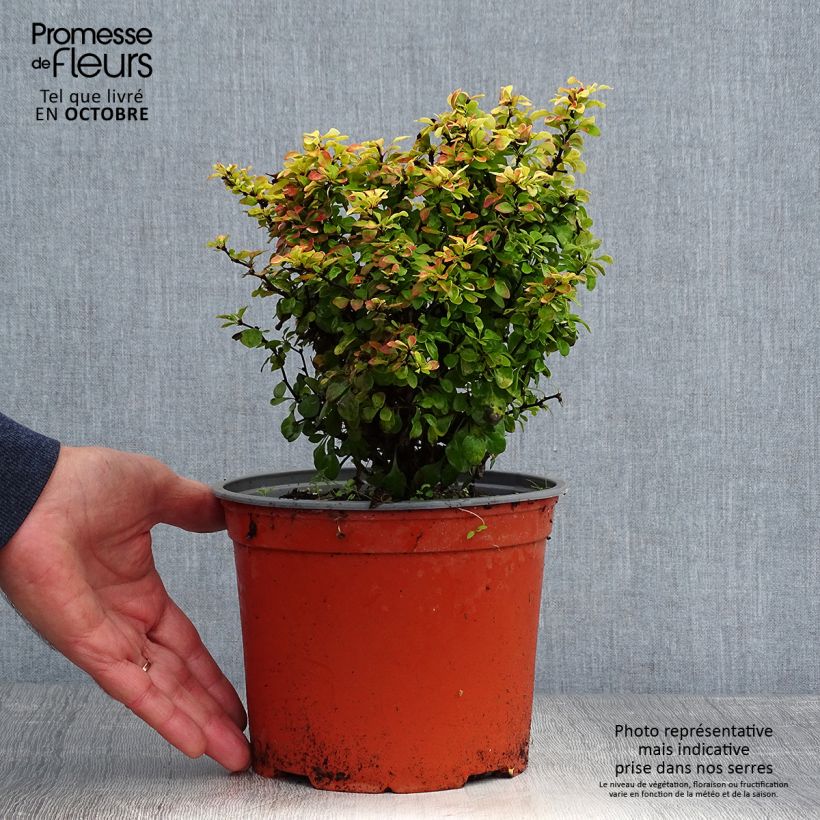 Ejemplar de Agracejo japonés - Berberis thunbergii Bonanza Gold Maceta 2L/3L entregado en otoño