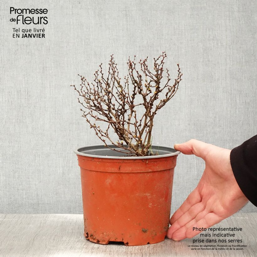 Agracejo japonés - Berberis thunbergii Bonanza Gold Maceta 2L/3L Ejemplar entregado en invierno