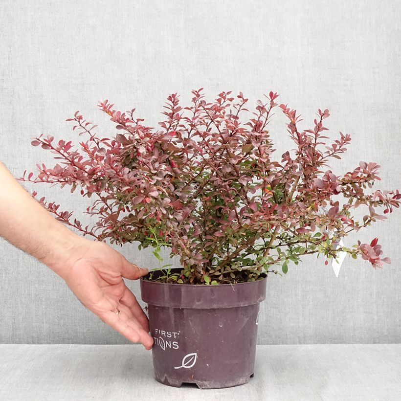 Ejemplar de Agracejo japonés - Berberis thunbergii Cabernet Maceta 3L/4L entregado en verano