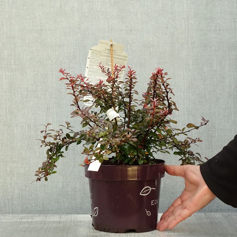 Ejemplar de Agracejo japonés - Berberis thunbergii Cabernet Maceta 3L/4L entregado en otoño