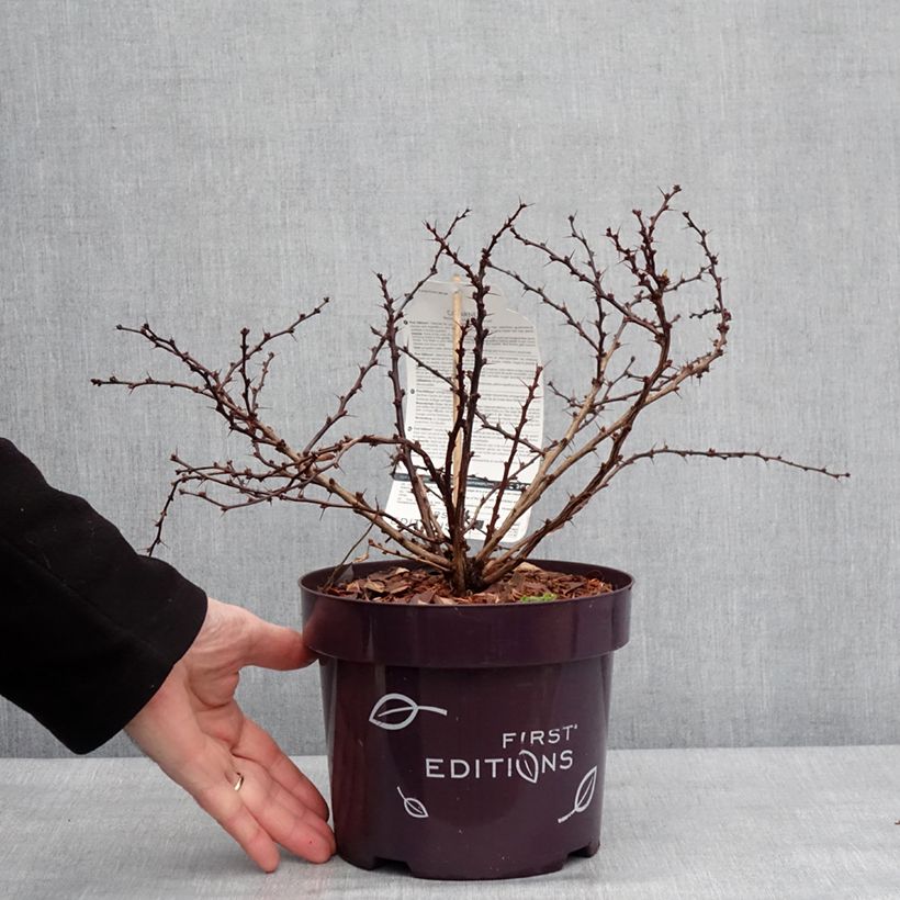 Agracejo japonés - Berberis thunbergii Cabernet Maceta 3L/4L Ejemplar entregado en invierno