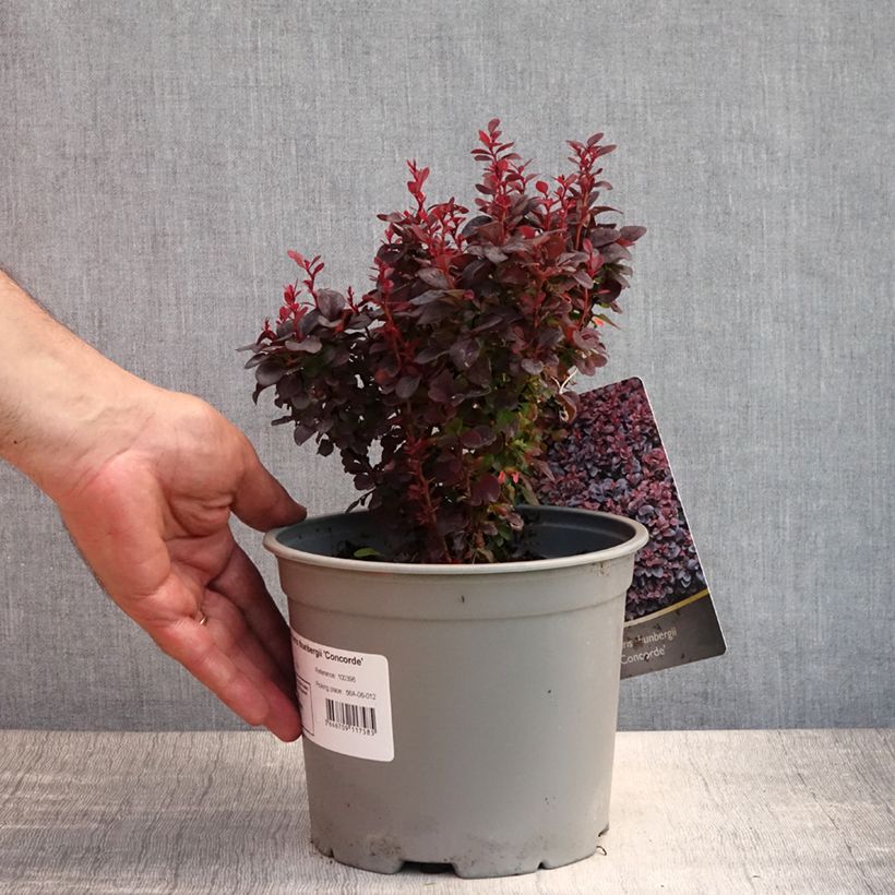 Ejemplar de Agracejo japonés - Berberis thunbergii Concorde Maceta 2L/3L entregado en verano