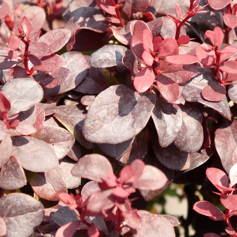 Agracejo japonés - Berberis thunbergii Concorde (Follaje)