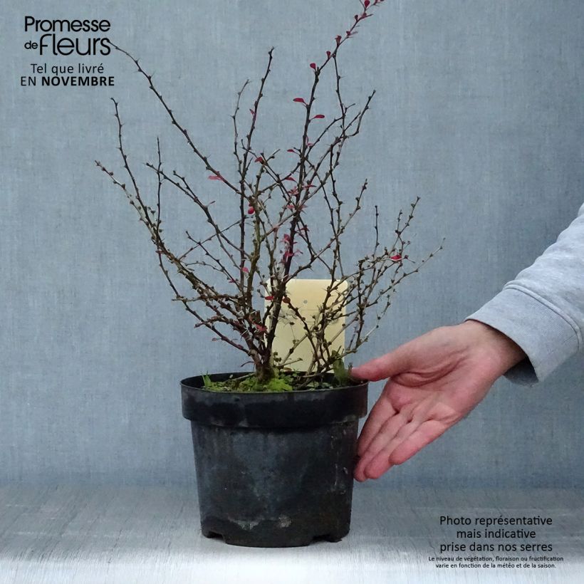 Ejemplar de Agracejo japonés - Berberis thunbergii Dart's Red Lady Maceta 2L/3L entregado en otoño