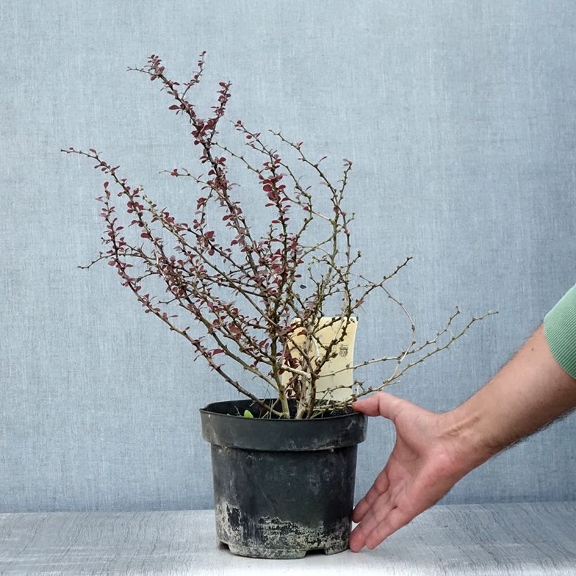 Ejemplar de Agracejo japonés - Berberis thunbergii Dart's Red Lady Maceta 2L/3L entregado en verano
