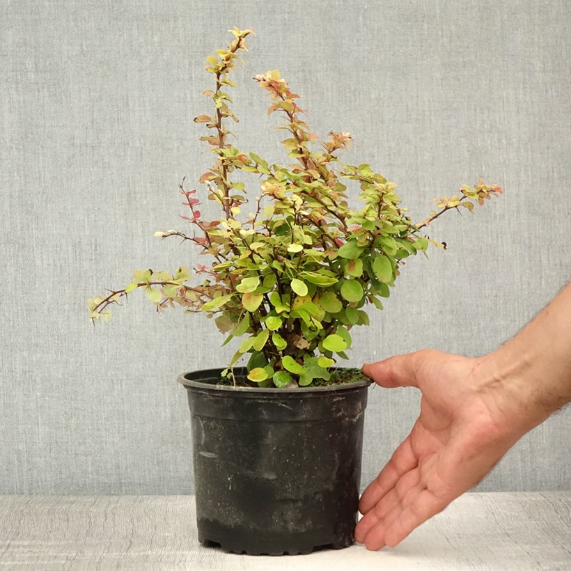 Ejemplar de Agracejo japonés - Berberis thunbergii Maceta 2L/3L entregado en verano