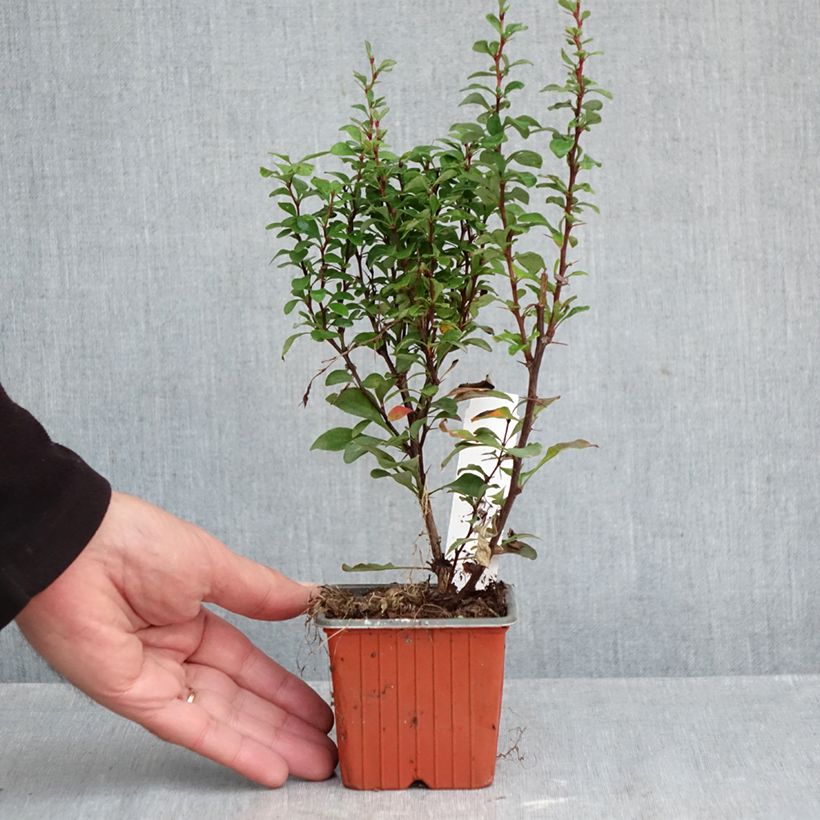 Ejemplar de Agracejo japonés - Berberis thunbergii Erecta Maceta de 8/9 cm entregado en otoño