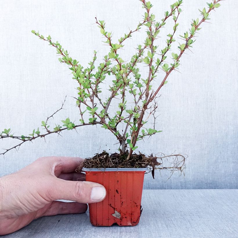 Agracejo japonés - Berberis thunbergii Erecta Maceta de 8/9 cm Ejemplar entregado en la primavera