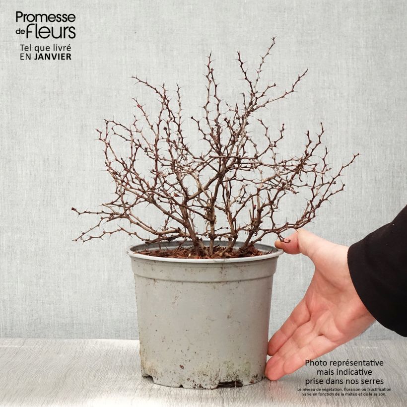 Agracejo japonés - Berberis thunbergii Fireball Maceta 2L/3L Ejemplar entregado en invierno