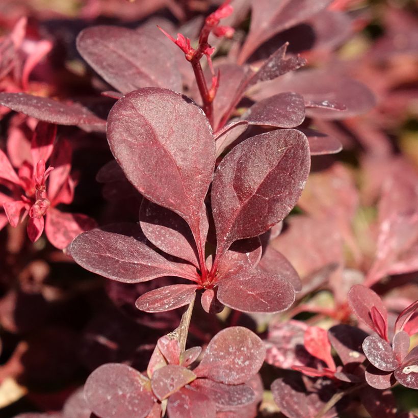 Agracejo japonés - Berberis thunbergii Flamingo (Follaje)