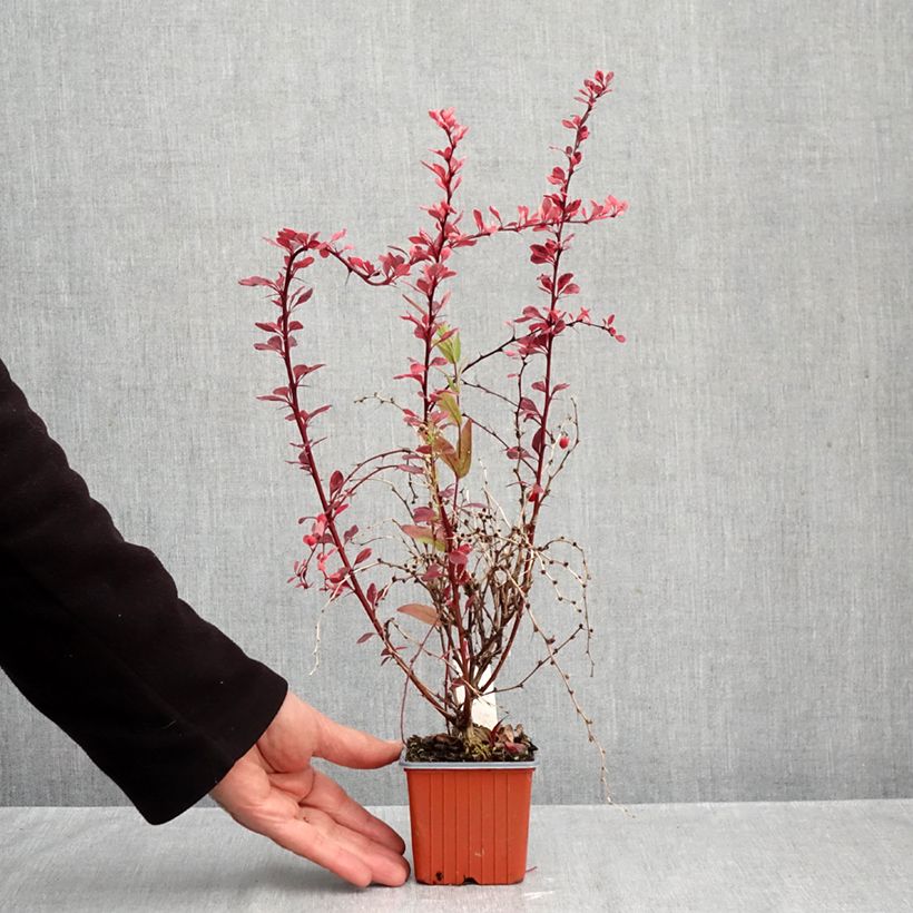 Ejemplar de Agracejo japonés - Berberis thunbergii Flamingo Maceta de 8/9 cm entregado en otoño