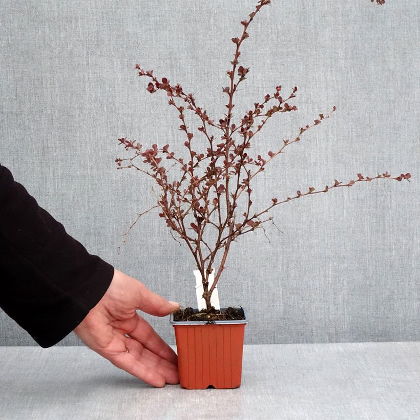 Agracejo japonés - Berberis thunbergii Flamingo Maceta de 8/9 cm Ejemplar entregado en la primavera
