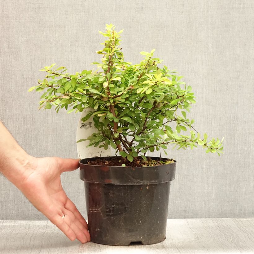 Ejemplar de Agracejo japonés - Berberis thunbergii Golden Carpet Maceta 3L/4L entregado en verano