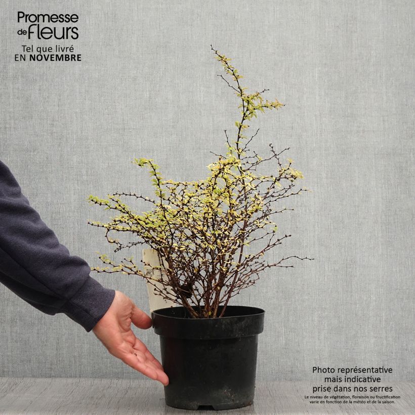 Ejemplar de Agracejo japonés - Berberis thunbergii Golden Dream Maceta 2L/3L entregado en otoño