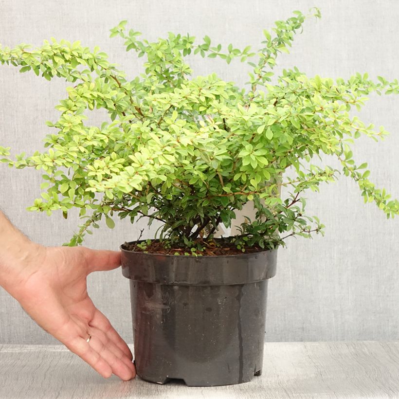 Ejemplar de Agracejo japonés - Berberis thunbergii Golden Dream Maceta 2L/3L entregado en verano