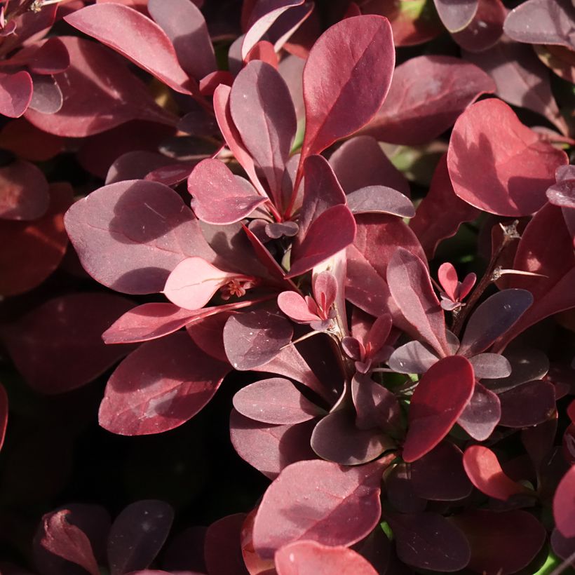 Agracejo japonés - Berberis thunbergii Golden Ring (Follaje)