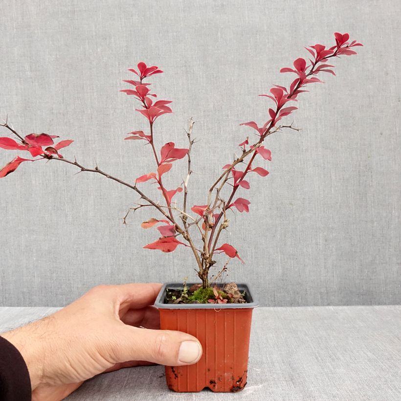 Ejemplar de Agracejo japonés - Berberis thunbergii Golden Ring Maceta de 8/9 cm entregado en otoño