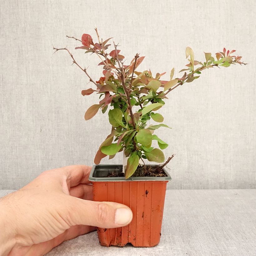 Agracejo japonés - Berberis thunbergii Golden Ring Maceta de 8/9 cm Ejemplar entregado en la primavera