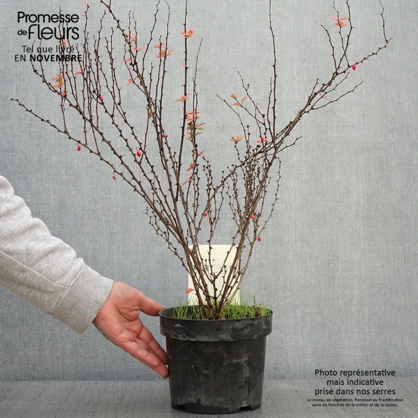 Ejemplar de Agracejo japonés - Berberis thunbergii Golden Rocket Maceta 2L/3L entregado en otoño