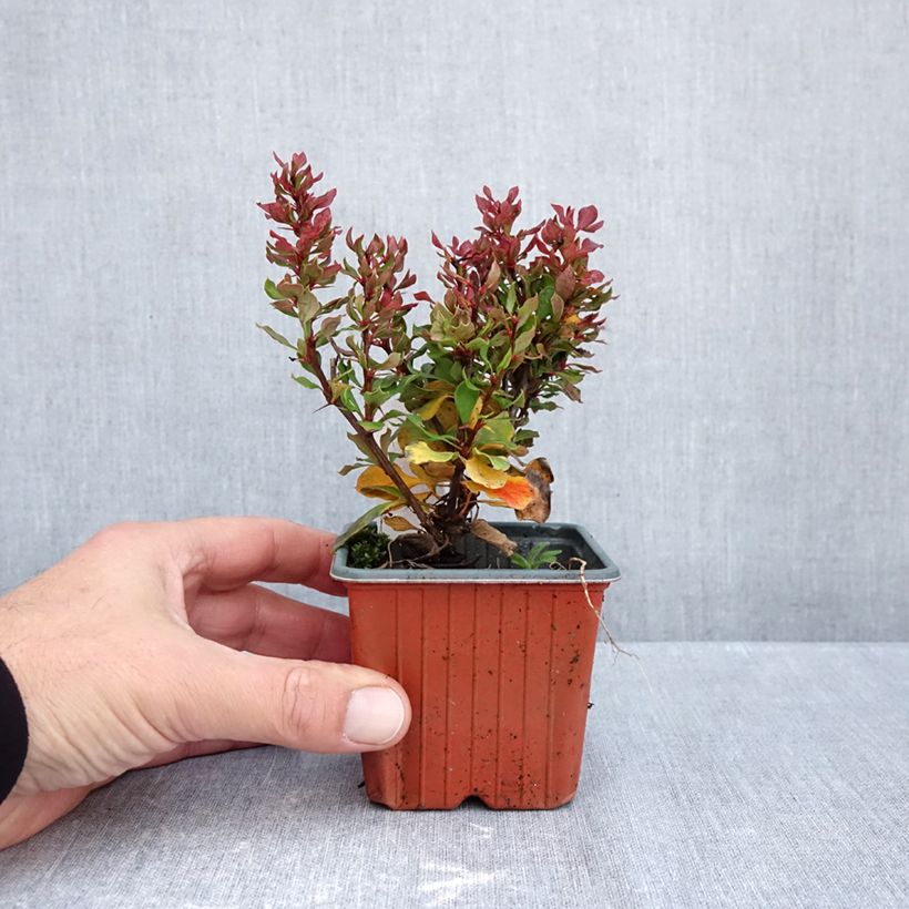 Ejemplar de Agracejo japonés - Berberis thunbergii Golden Ruby Maceta de 8/9 cm entregado en otoño