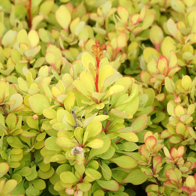 Agracejo japonés - Berberis thunbergii Golden Torch (Follaje)
