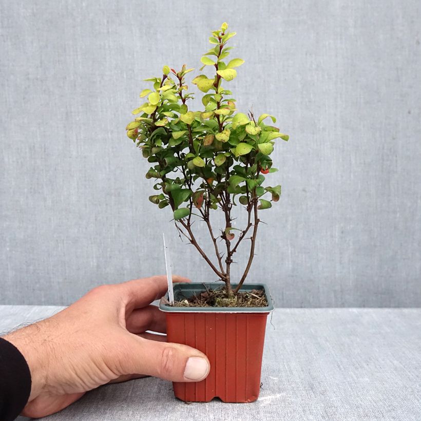 Ejemplar de Agracejo japonés - Berberis thunbergii Golden Torch Maceta de 8/9 cm entregado en otoño