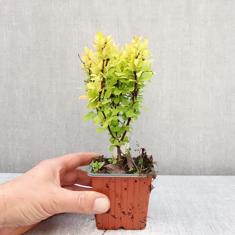 Agracejo japonés - Berberis thunbergii Golden Torch Maceta de 8/9 cm Ejemplar entregado en la primavera