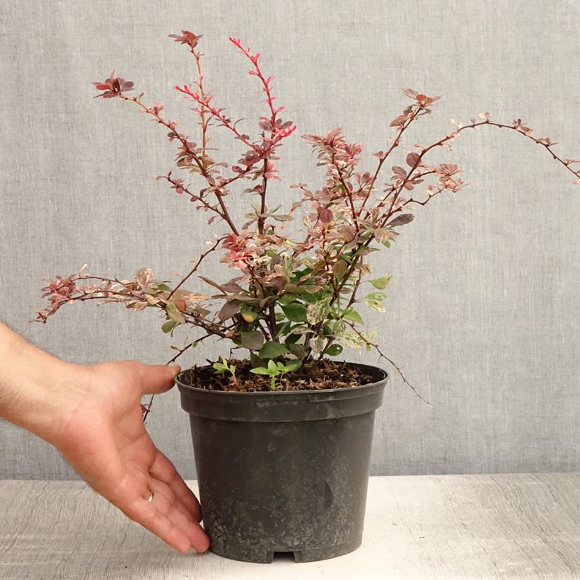 Ejemplar de Agracejo japonés - Berberis thunbergii Harlequin Maceta 2L/3L entregado en verano