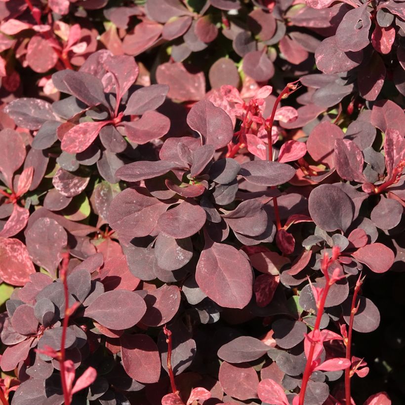 Agracejo japonés - Berberis thunbergii Inspiration (Follaje)