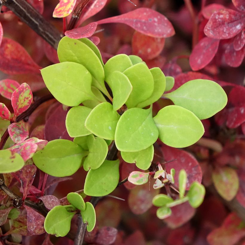Agracejo japonés - Berberis thunbergii Kelleriis (Follaje)