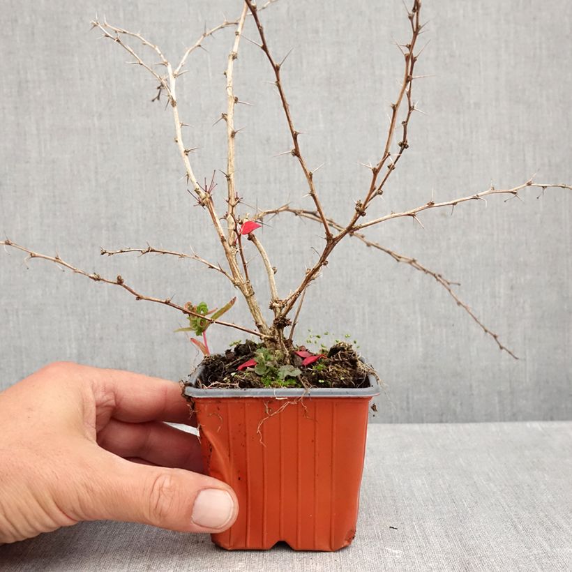 Ejemplar de Agracejo japonés - Berberis thunbergii Kelleriis Maceta de 8/9 cm entregado en otoño