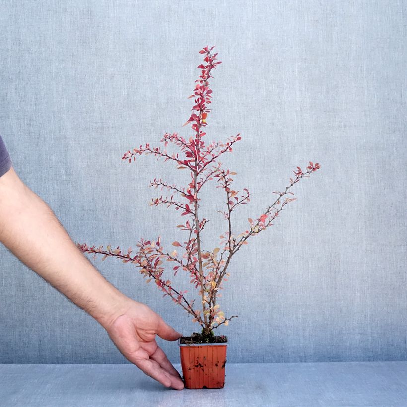 Ejemplar de Agracejo japonés - Berberis thunbergii Kelleriis Maceta de 8/9 cm entregado en verano