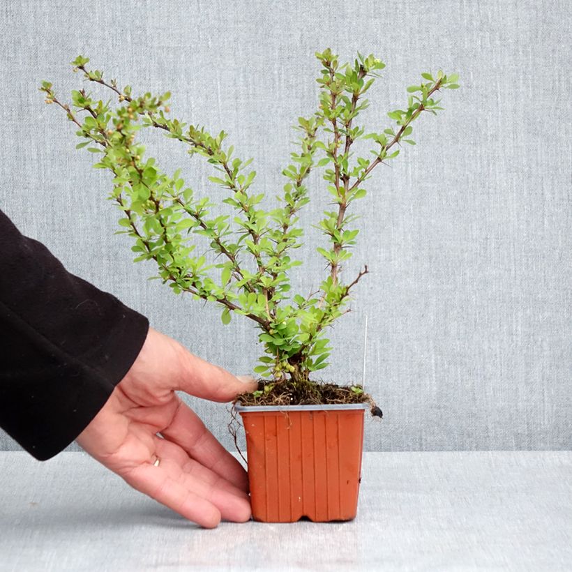 Agracejo japonés - Berberis thunbergii Kelleriis Maceta de 8/9 cm Ejemplar entregado en la primavera