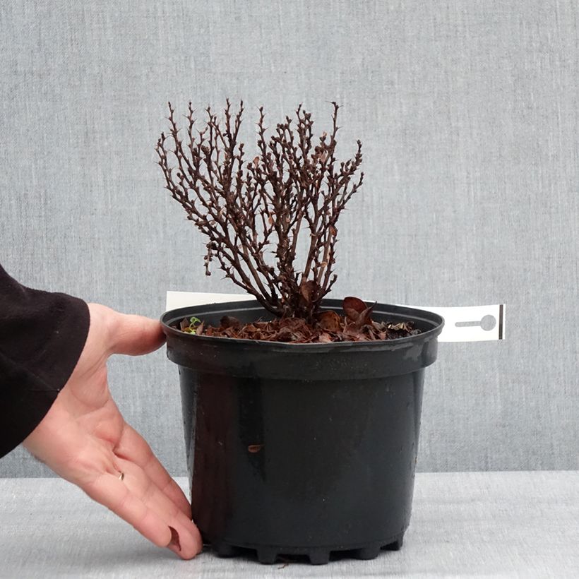 Agracejo japonés - Berberis thunbergii Lutin Rouge Maceta 2L/3L Ejemplar entregado en invierno