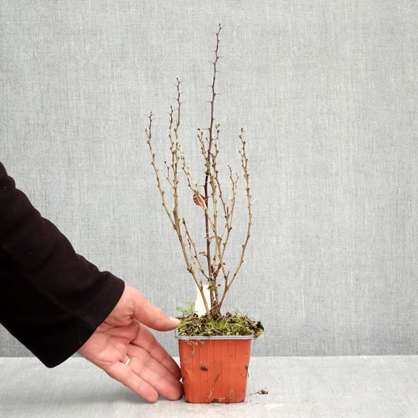 Ejemplar de Agracejo japonés - Berberis thunbergii Maria Maceta de 8/9 cm entregado en otoño