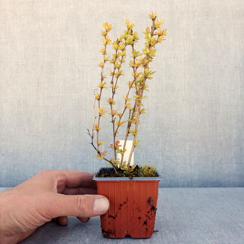 Agracejo japonés - Berberis thunbergii Maria Maceta de 8/9 cm Ejemplar entregado en la primavera