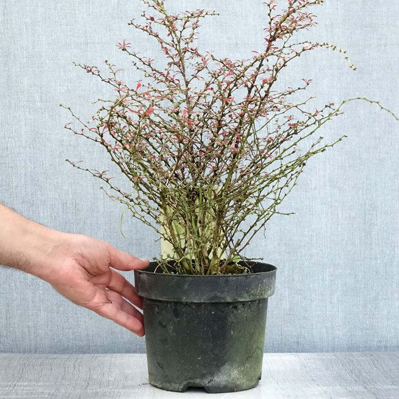 Ejemplar de Agracejo japonés - Berberis thunbergii Orange Dream Maceta 2L/3L entregado en verano