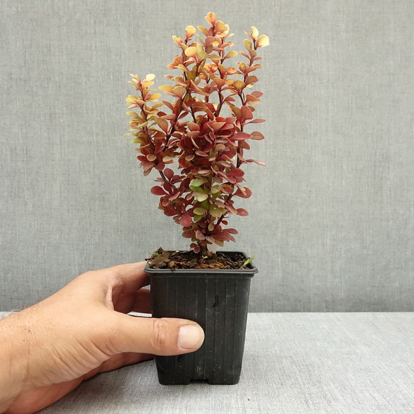 Ejemplar de Berberis thunbergii Orange Torch - Agracejo japonés Maceta de 8/9 cm entregado en verano