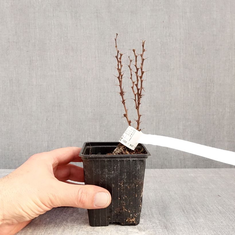 Berberis thunbergii Orange Torch - Agracejo japonés Maceta de 8/9 cm Ejemplar entregado en invierno