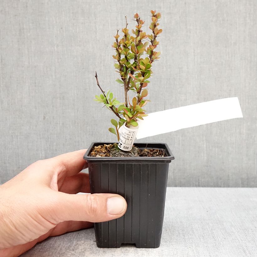 Berberis thunbergii Orange Torch - Agracejo japonés Maceta de 8/9 cm Ejemplar entregado en la primavera