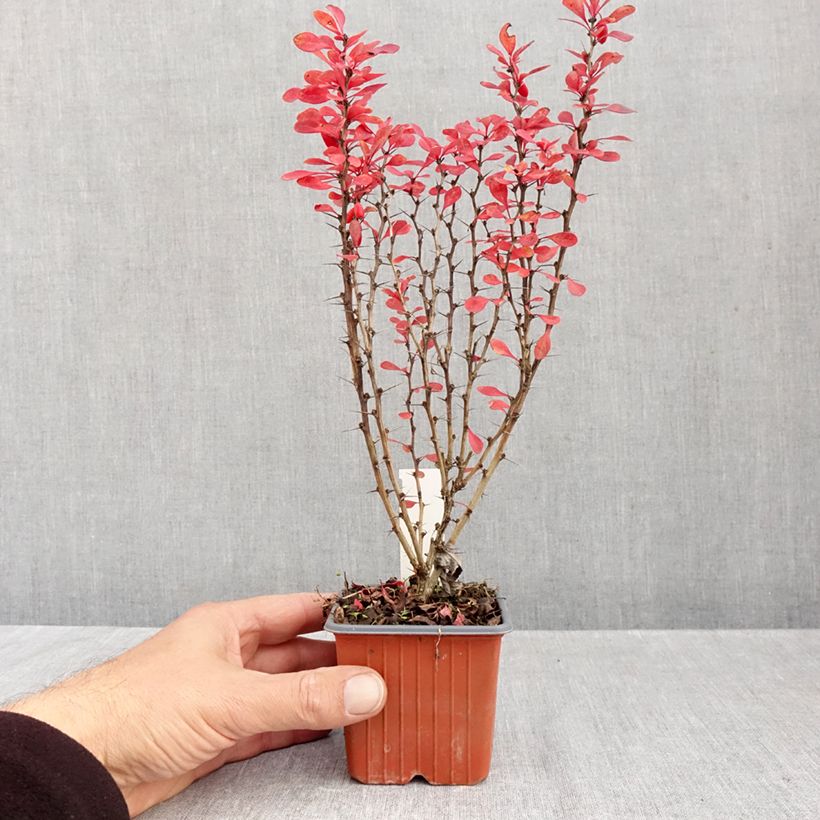 Ejemplar de Agracejo japonés - Berberis thunbergii Powwow Maceta de 8/9 cm entregado en otoño