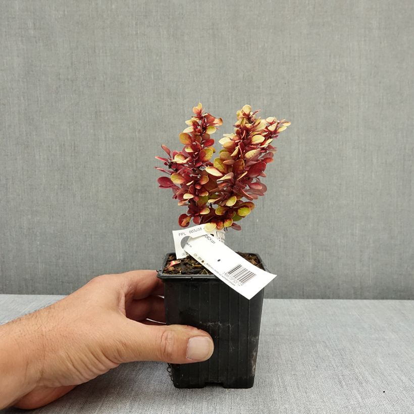 Ejemplar de Berberis thunbergii Red Torch - Agracejo japonés Maceta de 8/9 cm entregado en verano