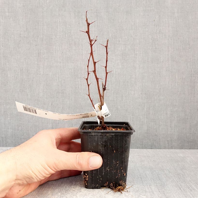 Berberis thunbergii Red Torch - Epine-vinette Maceta de 8/9 cm Ejemplar entregado en invierno