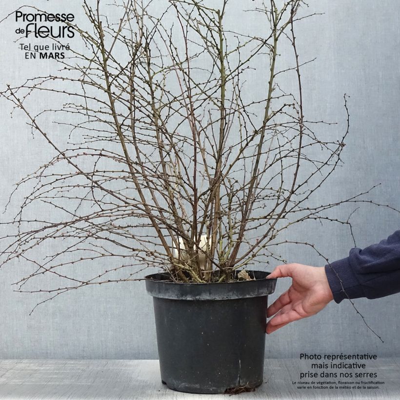 Agracejo japonés - Berberis thunbergii Rosy Glow Maceta 7,5L/10L Ejemplar entregado en la primavera