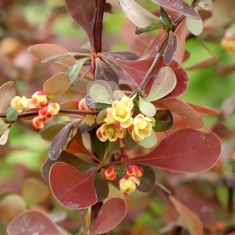 Agracejo japonés - Berberis thunbergii Rosy Glow (Floración)
