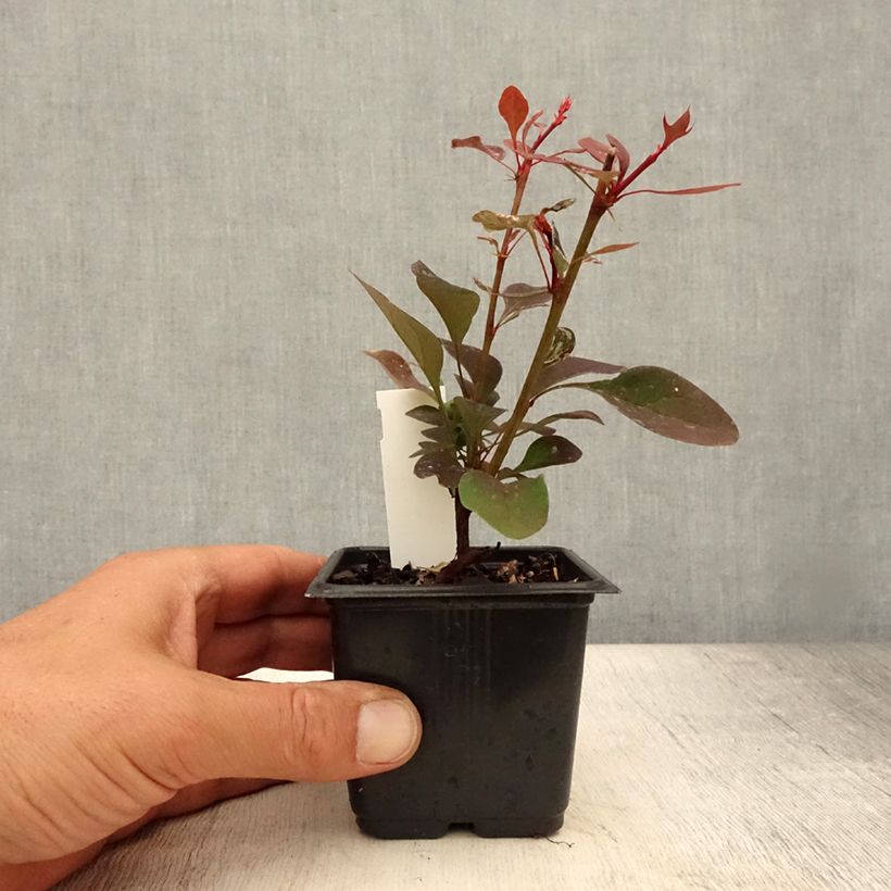 Ejemplar de Agracejo japonés - Berberis thunbergii Rosy Glow Maceta de 8/9 cm entregado en verano