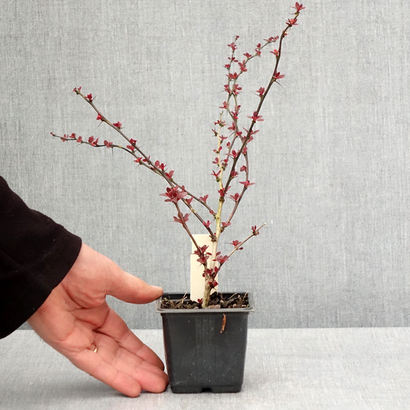 Agracejo japonés - Berberis thunbergii Rosy Glow Maceta de 8/9 cm Ejemplar entregado en la primavera