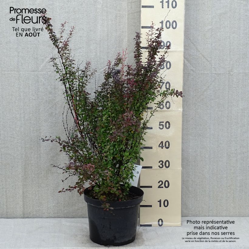 Ejemplar de Agracejo japonés - Berberis thunbergii Rosy Rocket Maceta 7,5L/10L entregado en verano