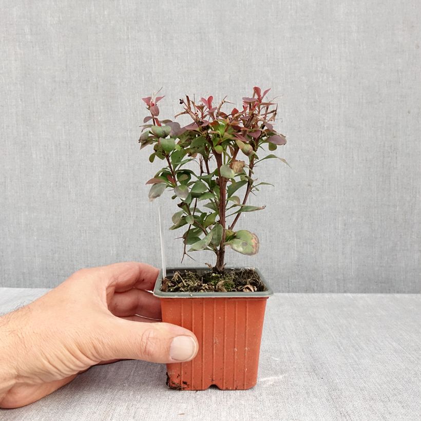 Ejemplar de Agracejo japonés - Berberis thunbergii Ruby Star Maceta de 8/9 cm entregado en otoño