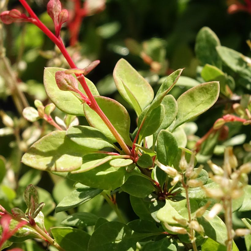 Agracejo japonés - Berberis thunbergii Silver Beauty (Follaje)